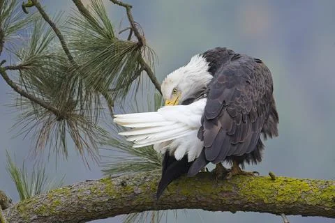 Perched bald eagle preening itself. Stock Photos