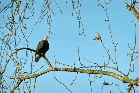 Perched Bald Eagle on a Tree Branch Foto stock