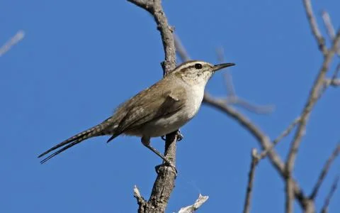 Perched Bewick's Wren. Stock Photos