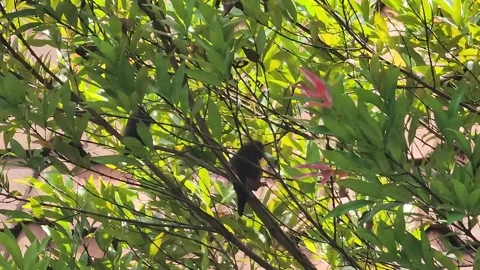 A perched bird Stock Footage 300811753