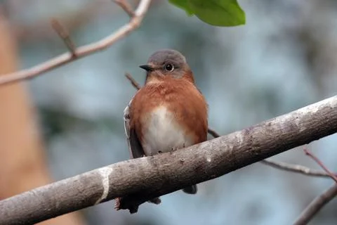 Perched Bird Stock Photos