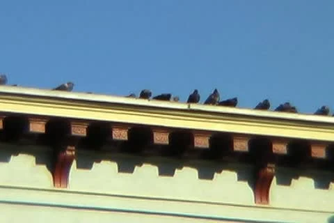 Perched Birds Stock Footage 14815708
