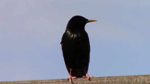 Perched Black Bird Stock Footage 154557394