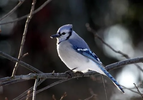 Perched Blue Jay Stock Photos