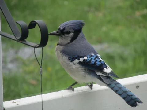 Perched Blue Jay 스톡 사진