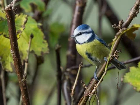 Perched blue tit Stock Photos