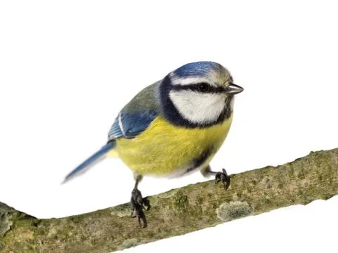 Perched Blue Tit Stock Photos