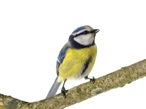 Perched Blue Tit Stock Photos