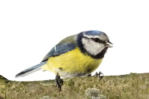 Perched Blue Tit Foto stock
