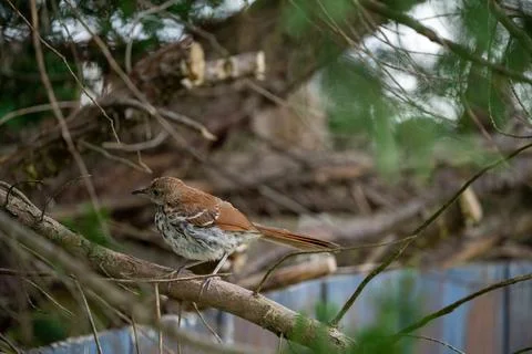 Perched Brown Thrasher. Stock Photos