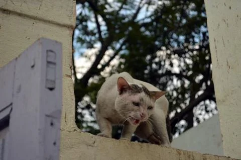 Perched cat Stock Photos