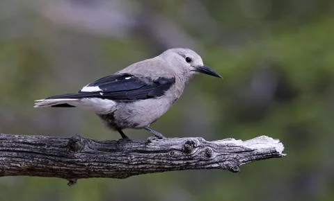Perched Clark's Nuthatch Stock Photos