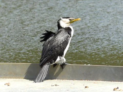 The perched comorant Stock Photos