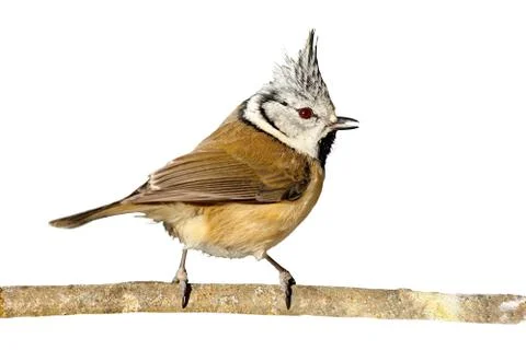 Perched crested tit on white background Stock Photos