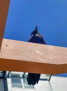 A perched crow in the sun Stock Photos