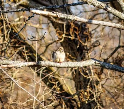 Perched Dove Stock Photos