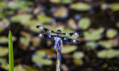 Perched Dragon Fly 写真素材