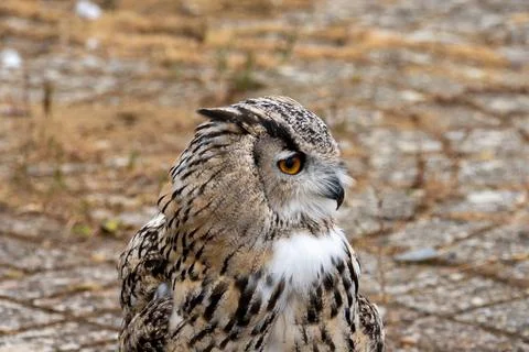Perched Eagle Owl Portrait Stock Photos