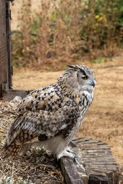 Perched Eagle Owl Portrait Stock Photos