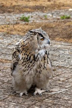 Perched Eagle Owl Portrait Stock Photos