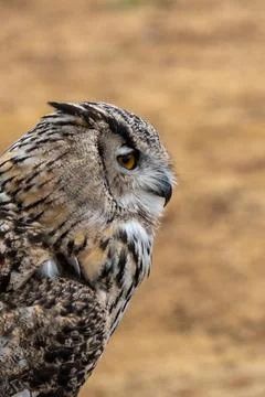 Perched Eagle Owl Portrait Fotos Stock