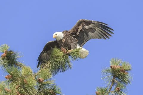 Perched eagle spreads its wings. Stock Photos