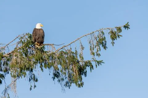 Perched Eagle on a Sunny Day Photos