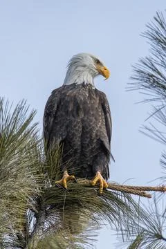 Perched eagle in tree. Stock Photos