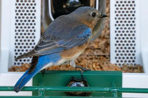 Perched Eastern Bluebird 库存照片