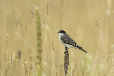 Perched eastern kingbird in Idaho. Stock Photos