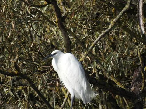 Perched egret Stock Photos