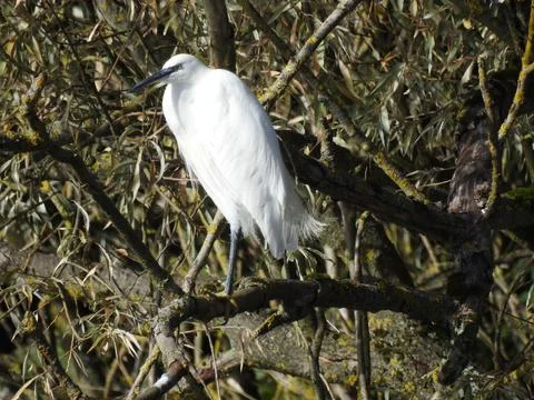 Perched egret Stock Photos