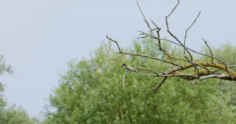 Perched Elegance: Bee Eater Bird atop the Tree Canopy Stock Footage 254919889