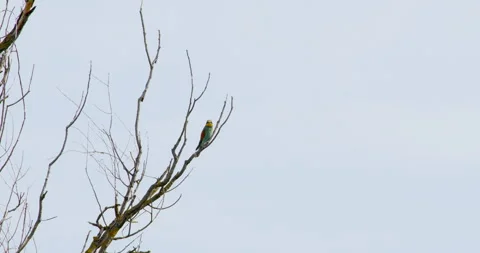 Perched Elegance: Bee Eater Bird atop the Tree Canopy Video stock 254953670