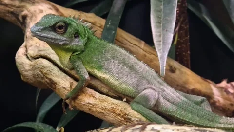 Perched with elegance, a green crested lizard basks on a branch. 库存影片 273346617