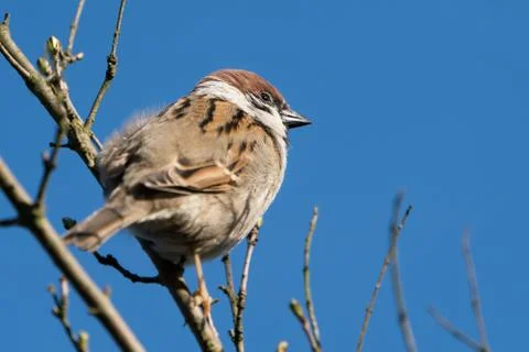 Perched eurasian tree sparrow Stock Photos