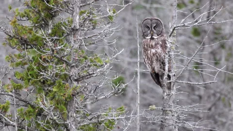 Perched faces camera Great Grey Owl Strix raptor bird slowly visually hunting 스톡 동영상 346019194