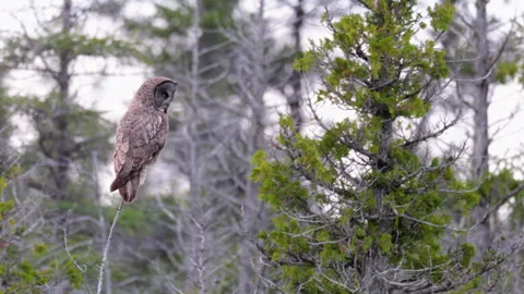 Perched-fly away Great Grey Owl Strix raptor bird slowly visually hunting in 스톡 동영상 346019112