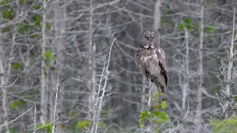 Perched fly away Great Grey Owl Strix raptor bird slowly visually hunting in 스톡 동영상 346020215