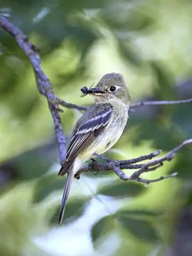 Perched flycatcher with insect. Stock Photos