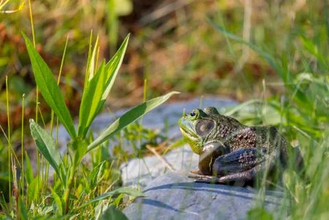 Perched Frog 写真素材