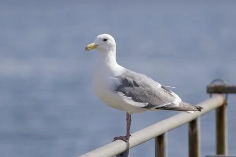 Perched glaucous winged gull. Stock Photos