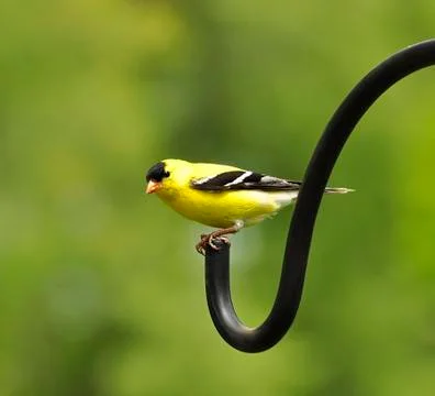 Perched goldfinch Stock Photos