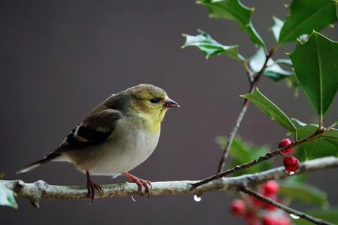 Perched Goldfinch Stock Photos