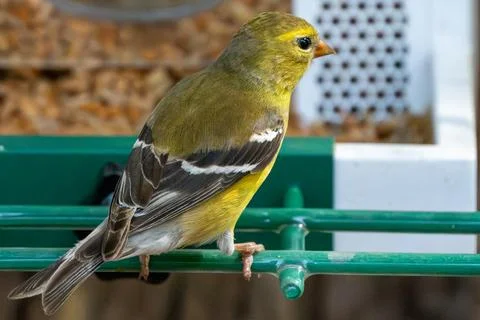 Perched Goldfinch Foto stock