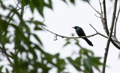 Perched grackle Stock Photos
