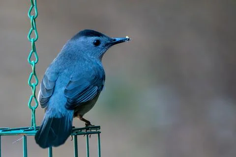 Perched Gray Catbird Stock Photos