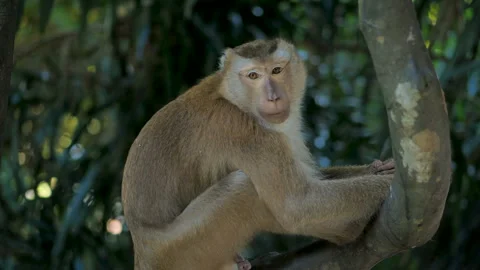 Perched gray macaque gazes at camera from tree, pure moment of wild nature. Its Stock Footage 267366322
