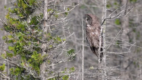 Perched Great Grey Owl Strix raptor bird slowly visually hunting in boreal 스톡 동영상 346019087