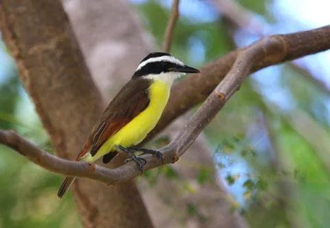 Perched Great Kiskadee Stock Photos